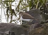 A smallish wader with contrasting brown upperparts and white underparts. It habitually bobs up and down, known as 'teetering', and has a distinctive flight with stiff, bowed wings. Its presence is often betayed by its three-note call which it gives as it flies off.